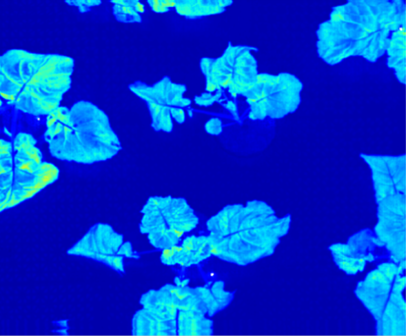 gantrylangtrans​ hips