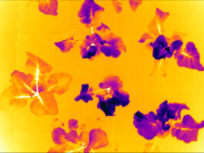 gantrylangtrans​ irti