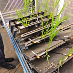 rootlangtrans rhizobox​(2)