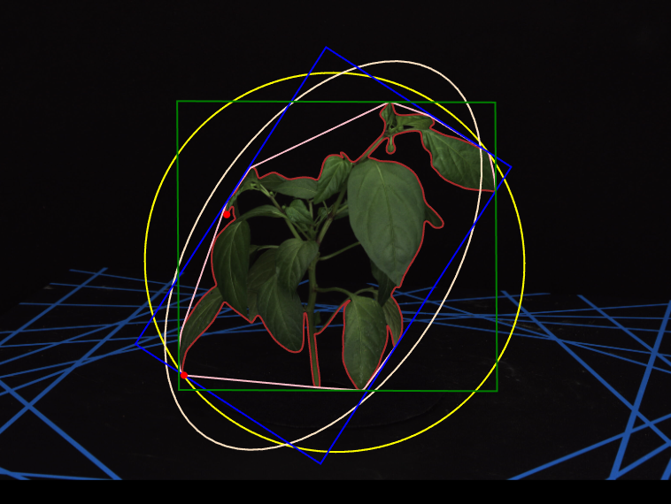 辣椒小表型二维