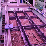 seedlangtrans trk(2).jpg