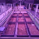 seedlangtrans trk​(1)